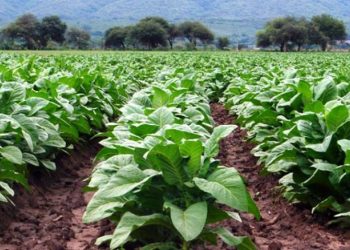 Asistencia a tabacaleros en cosecha