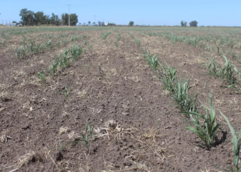 El impacto de la sequía extrema podría tener efectos en la campaña de este año