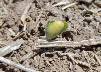 La sequía afecta a más de la mitad de la Argentina: los indicadores más alarmantes