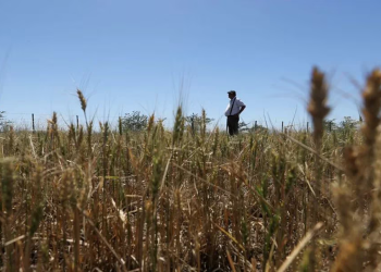 Sequía sin fin: en febrero ingresó apenas una cuarta parte de los dólares que entraron hace un año