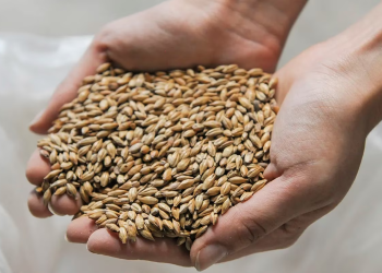 La molienda de cebada cervecera y las exportaciones de malta alcanzaron “récords históricos” en 2022