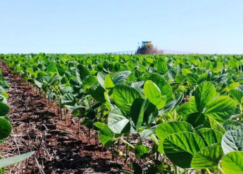  Prevén que la Argentina tenga que importar volúmenes récord de soja para suplir las pérdidas de la sequía