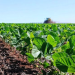  Prevén que la Argentina tenga que importar volúmenes récord de soja para suplir las pérdidas de la sequía