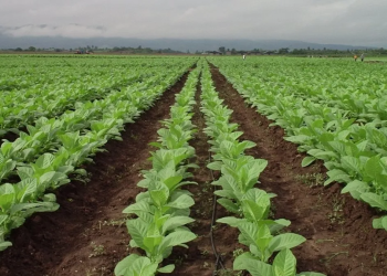Firme postura de la Cámara del Tabaco por el precio que imponen los compradores