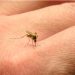 Confirman los primeros cinco casos autóctonos de chikungunya en Santa Fe