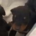 A un mes del devastador terremoto rescatan de los escombros a una perra y sus tres cachorros