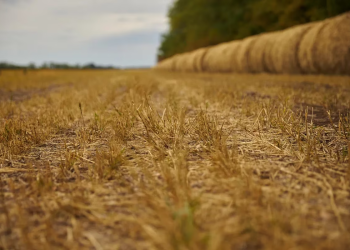 Los créditos especiales del Banco Provincia para productores afectados por la sequía ya superaron los $5000 millones