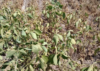Tras una campaña agrícola para el olvido por la sequía, analistas prevén mejores perspectivas para el próximo ciclo