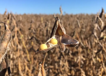 Soja: el Estado se lleva U$S713 por hectárea y el productor pierde U$S360 en medio de una sequía histórica