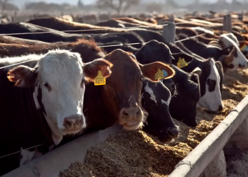 El Gobierno destinará $15.000 millones del “dólar soja” para asistir a la ganadería