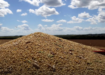 Cae el precio de la soja por la cosecha récord en Brasil y se agrava la falta de dólares