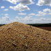 Cae el precio de la soja por la cosecha récord en Brasil y se agrava la falta de dólares