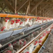 Murieron 240 mil gallinas en Mar del Plata y Río Negro por gripe aviar