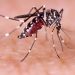 Preocupación por el dengue: se alcanzaron los contagios de 2020 y se prevén más casos
