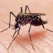 Dengue en Argentina: se duplicaron las muertes en una semana y ya suman 14 en el país