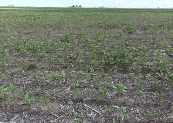 El impacto de la sequía sobre el complejo soja, la principal fuente de divisas de la economía argentina