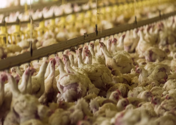 Crece la preocupación en países del Cono Sur por la expansión de la gripe aviar