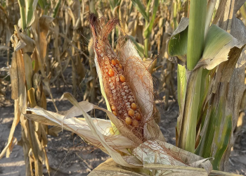 Alerta en el Banco Central: las pérdidas por la sequía son 30% más altas a las previstas para la soja