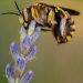 Especialistas argentinos alertan sobre la “extinción silenciosa” de los insectos