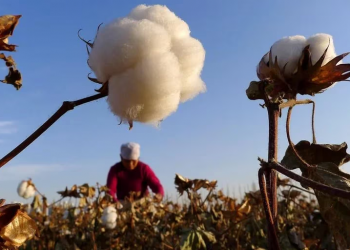Semáforo rojo para las economías regionales: por la sequía, más de la mitad de las producciones del país están en crisis