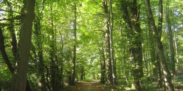 Jujuy recibirá 145 millones de pesos del Fondo de Bosques