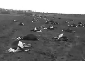 Pérdida millonaria: reportaron una impresionante muerte de hacienda en Corrientes