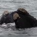 Nuevos avistamientos de ballenas en el golfo San Matías
