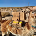 La "llama cadete": la ingeniosa manera de Marcos Galperin para llegar a un pueblo de Salta