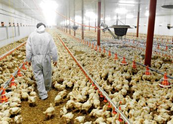 Con el país “libre” de gripe aviar, la carne de pollo argentina vuelve a las mesas de Europa