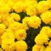 Por qué hay que regalar flores amarillas el 21 de septiembre