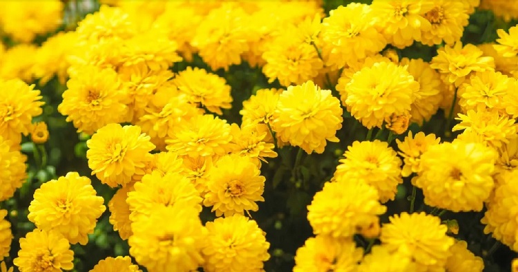 Por qué hay que regalar flores amarillas el 21 de septiembre