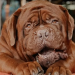 ¿Qué pasó con Hulk? La conmovedora confesión de Lionel Messi sobre su enorme perro