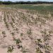 Prorrogan la emergencia agropecuaria en la provincia de Córdoba
