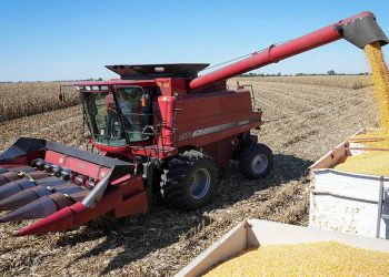 La demanda de maíz de Córdoba para bioetanol podría crecer hasta 2 millones de toneladas