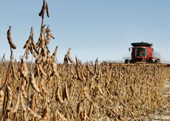 Proyectan una cosecha de soja de 50 millones de toneladas
