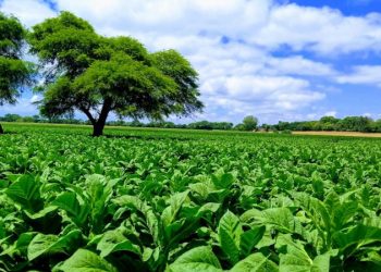 Cosecha: se encuentran abiertas las inscripciones a créditos para productores tabacaleros