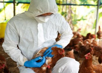 Se profundizó el control en granjas avícolas por la Influenza Aviar