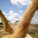 Milei resolvió cerrar los registros para exportar granos y subproductos agrícolas