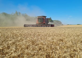 Reclaman eliminar retenciones a las exportaciones de harina de trigo