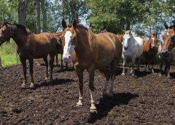 Establecen la vacunación obligatoria contra la encefalomielitis equina