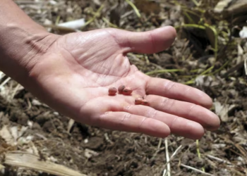 Ley Ómnibus: ya sin la suba de retenciones, el campo discutirá los derechos en materia de semillas
