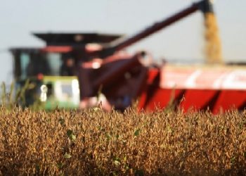 Preocupación por los dólares: los precios de la soja y del maíz se desplomaron hasta mínimos en tres años