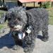 Buscan a "Clara", una perrita caniche sorda, casi ciega y medicada