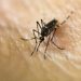 Record de muertes por dengue, hay 79 personas fallecidas en Argentina