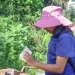El descacharrado es determinante para eliminar los mosquitos y minimizar el dengue
