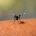 El gobierno de Jujuy refuerza la prevención por el aumento de casos de dengue