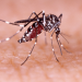 El gobierno de Jujuy refuerza la prevención por el aumento de casos de dengue
