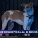 "Gran Hermano 2024": la triste historia de Arturo, el perro que ingresó a la casa
