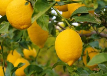 Tucumán defendió la creación de un instituto para el limón y alertó por la situación de 50.000 empleos