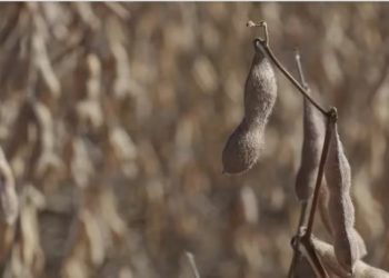 Soja: semana de ventas récord, pero con demoras